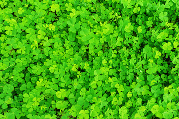 Fototapeta premium Wood sorrel on the forest floor