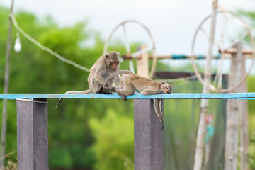 Monkey couple grooming, looking for lice tick bug on wooden board