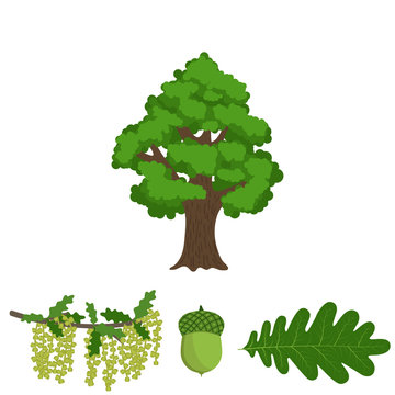 Tree Oak, Branch With Inflorescence, Acorn And Leaf Of Oak On White Background. Vector Illustration.