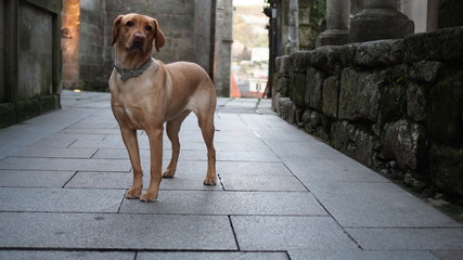 perro labrador paseo
