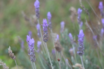 Light lavender background