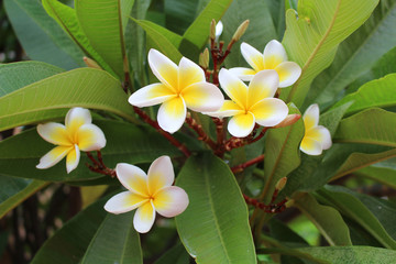 Fototapeta premium white frangipani (Plumeria alba)
