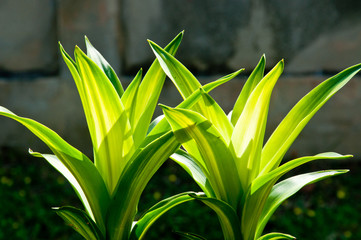 Obraz premium Tree of luck