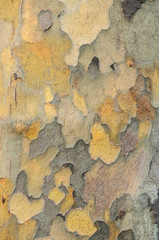 old wood tree bark