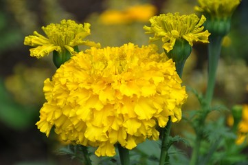 Gelbe Tagetes