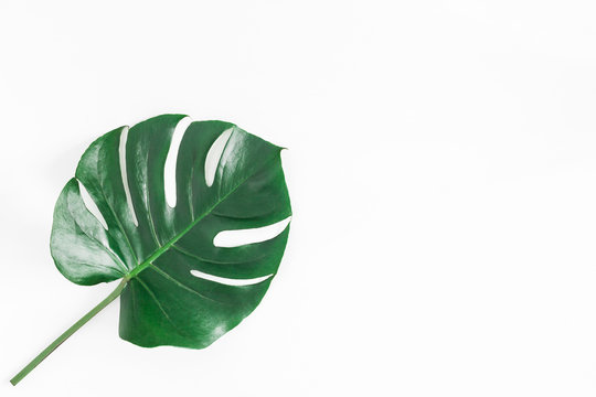 Monstera leaf. Green tropical leaf on white background. Flat lay, top view, copy space