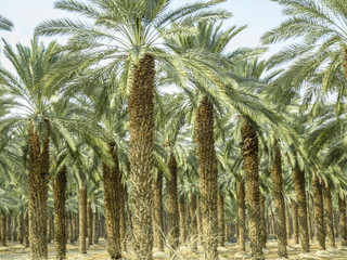 Near Jericho, Israel,  Palm cultivation on the street that follow the Jordan river going to the Dead Sea