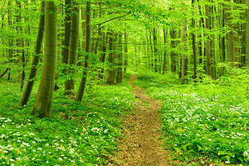 Wanderweg windet sich durch Naturnahen Buchenwald, blühender Bärlauch