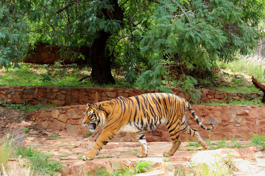 A tiger walking at his enclosure at Pretoria ZOO Stock Photo | Adobe Stock