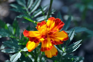 Tagetes im Garten