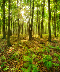 Die Sonne strahlt durch naturnahen Buchenwald, Farn bedeckt den Waldboden
