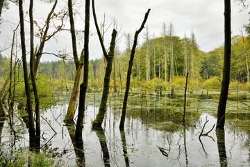 Sumpf im Müritz-Nationalpark