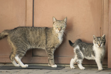 Kitten - little cute striped and curious