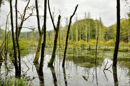 Sumpf im M&uuml;ritz-Nationalpark