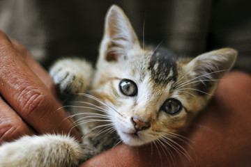 Adorable Kitten In Men Arm