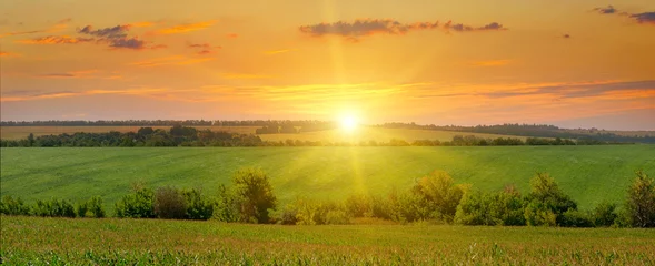 Fotobehang Ochtendgloren maïsveld en zonsopgang op blauwe lucht