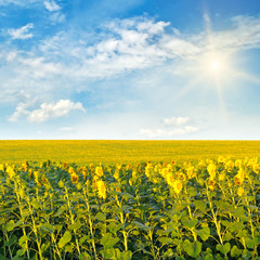 Sunflowers field and sun on cloudy sky.