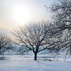 Winter landscape. Sunrise . Fields and trees in the snow.