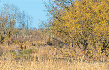 Herd of deer in a natural park in winter