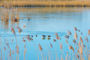 Frozen reed in a field in sunlight in winter