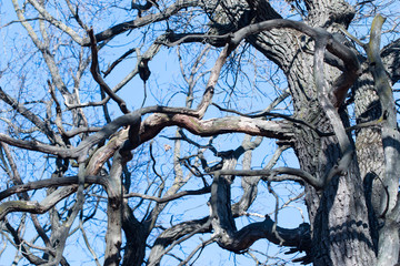 curved tree branches on a blue background