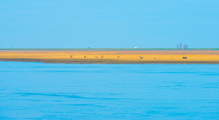 Feral horses along the edge of a frozen lake in winter