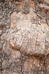 old wood tree bark