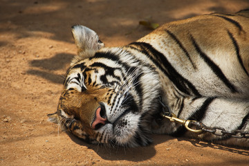 Sleeping Tiger