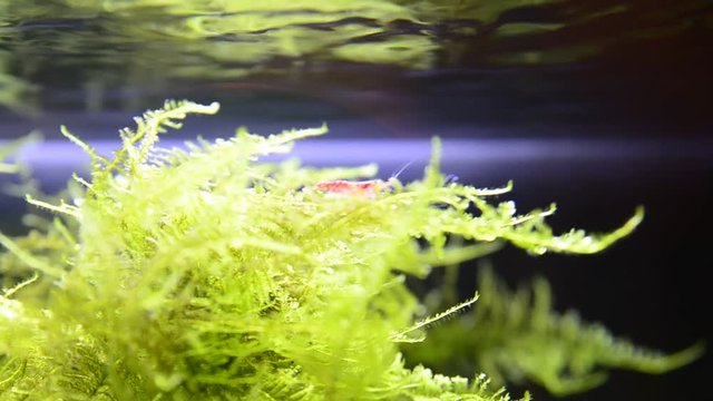 Shooting with selective focus of shrimp species Caridina multi dentata in aquarium.