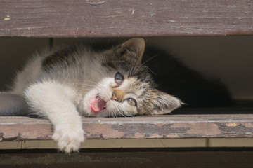 Kitten - little cute striped and curious