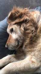 Fototapeta premium golden retriever