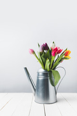 beautiful colorful tulip flowers in watering can on grey