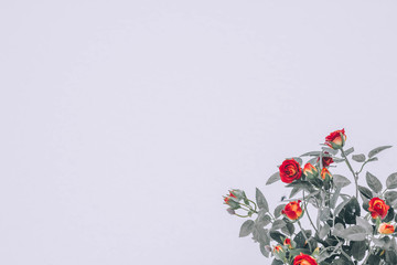 decorative rose bush on the snow with copyspace