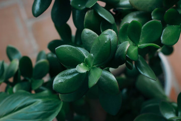 Fototapeta premium Crassula arborescens Succulent Plant Close Up