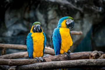 Obraz na płótnie Canvas Colorful macaw on branch