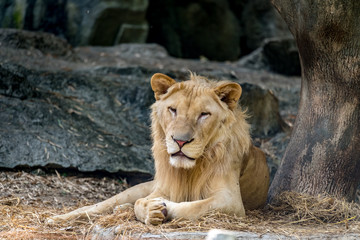 Young lion lying