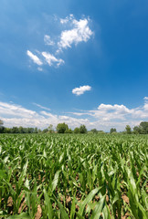 Green Corn Fields with Blue Sky and Clouds