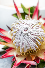 Flower from Cape Town. Protea Flower from South Africa as a table decoration.
