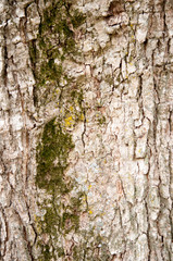 old wood tree bark