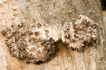 old wood tree bark
