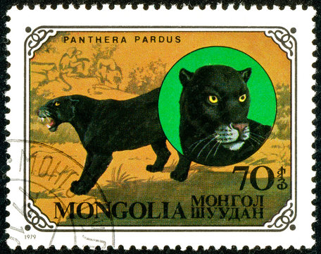 Ukraine - circa 2018: A postage stamp printed in Mongolia show Leopard or Panthera pardus. Series: Wild cats. Circa 1979.