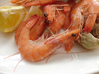 crevettes