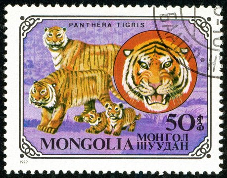 Ukraine - circa 2018: A postage stamp printed in Mongolia show Tiger or Panthera tigris. Series: Wild cats. Circa 1979.