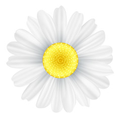 Chamomile flower isolated on white background. Graphic object for your design. Seasonal daisy flower. Hello spring. Vector illustration