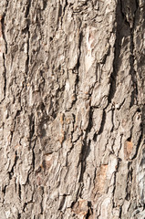 old wood tree bark