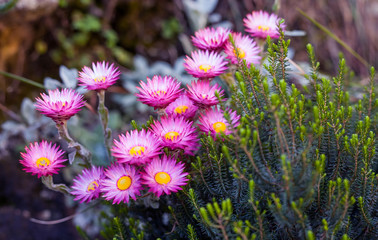 Cape floral kingdom flowers in full bloom.Pink Flowers from South Africa.