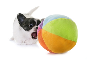 puppy chihuahua in studio