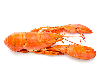 canadian lobster on a white background.