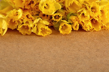 Narcissus - daffodil, a species of amaryliaceous plant species.