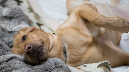 perra labrador en la cama